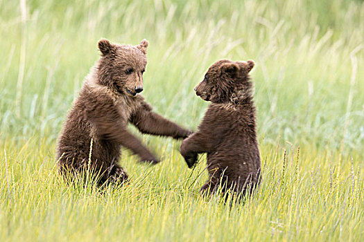 玩,幼兽,熊