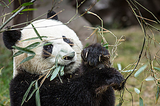 中国,四川,成都,大熊猫,熊,吃,竹子,叶子,研究,饲养