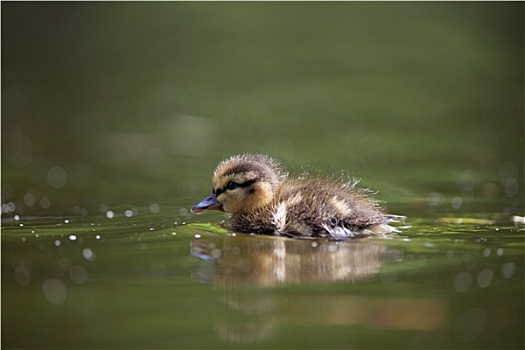 可爱,小,小鸭子,游泳,水中
