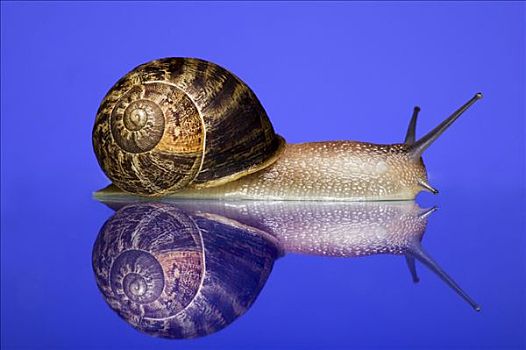 特写,蜗牛,蓝色背景