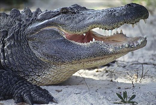鳄鱼,农场,大沼泽地国家公园,佛罗里达,美国