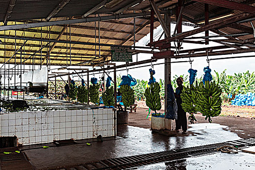 非洲,喀麦隆,人,工作,香蕉,种植园