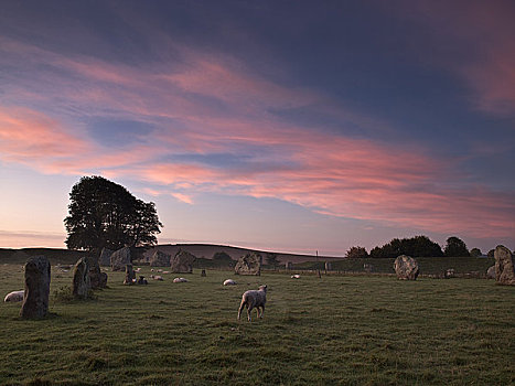 英格兰,威尔特,绵羊,放牧,一个,史前,石头,圆,黎明