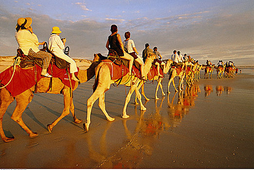 骆驼,乘,凯布尔海滩,西澳大利亚