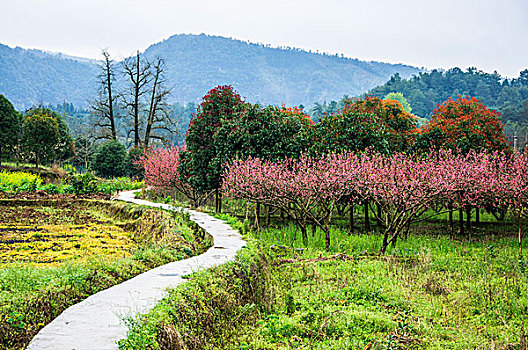 田园小路