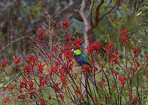 鹦鹉,花,花蜜,西澳大利亚州,澳大利亚