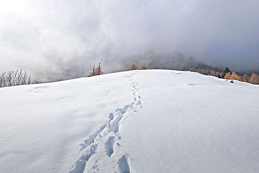 脚步,雪地,大帕拉迪索国家公园,意大利阿尔卑斯山,意大利
