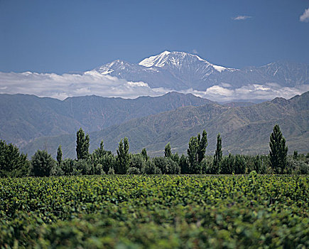 葡萄种植,靠近,门多萨,阿根廷