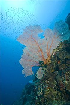 柳珊瑚虫,印度尼西亚