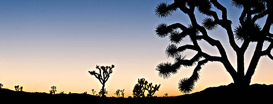 约书亚树国家公园,黄昏,加利福尼亚,美国