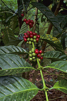 厄瓜多尔,亚马逊盆地,靠近,古柯,咖啡豆