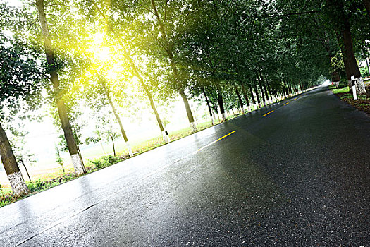 瀝青,道路,樹,草地,陽光