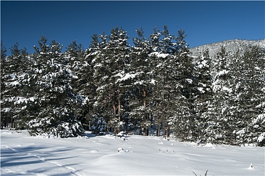 雪,冬季风景