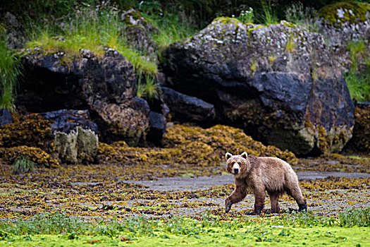 棕熊,走,浅滩,退潮,大,漂石,背景,威廉王子湾,阿拉斯加,夏天