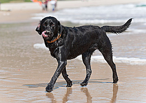 黑色拉布拉多犬,走,湿,沙子,海滩,安达卢西亚,西班牙