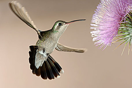 蜂鸟,飞行,悬空,花,亚利桑那,美国
