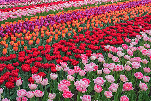 彩色,郁金香,春天,库肯霍夫公园,荷兰