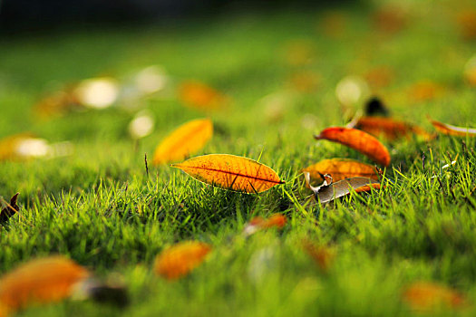 草坪上的黄叶