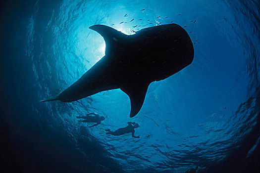 鲸鲨,游动,两个,水下呼吸管,宁哥路珊瑚礁,澳大利亚