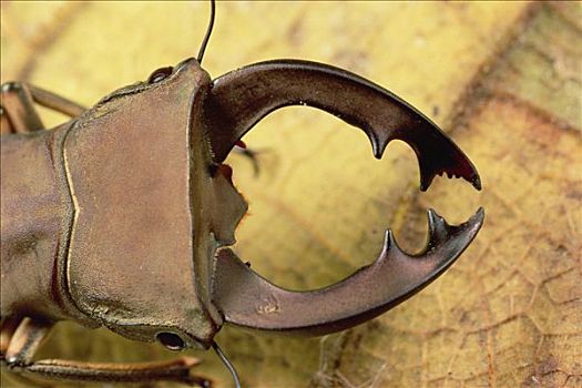 鹿角甲虫,特写,巴布亚新几内亚