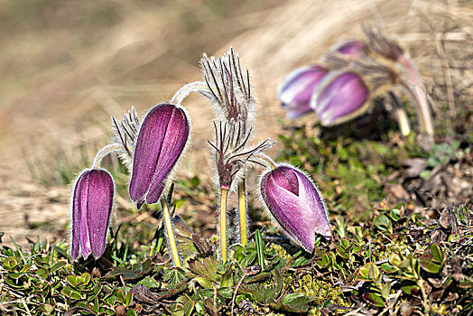 白头翁花,花,上陶恩山国家公园,卡林西亚,奥地利,欧洲