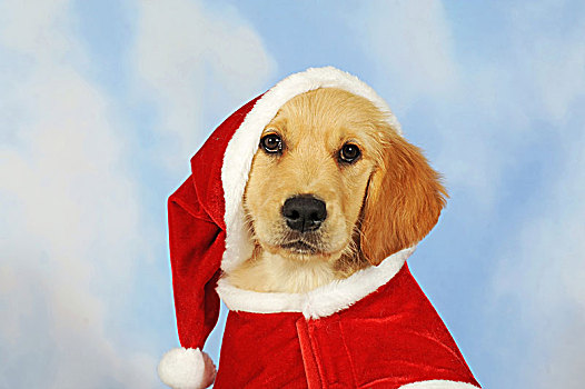金毛猎犬,小狗,8星期大,圣诞帽