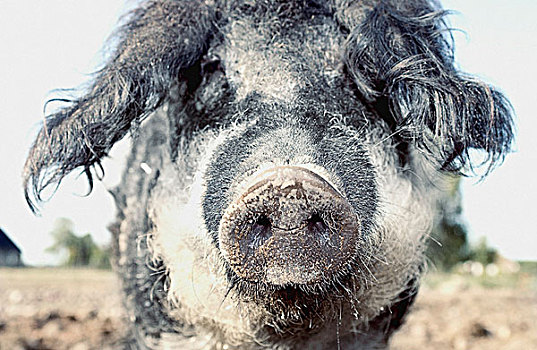 猪,农场,看镜头