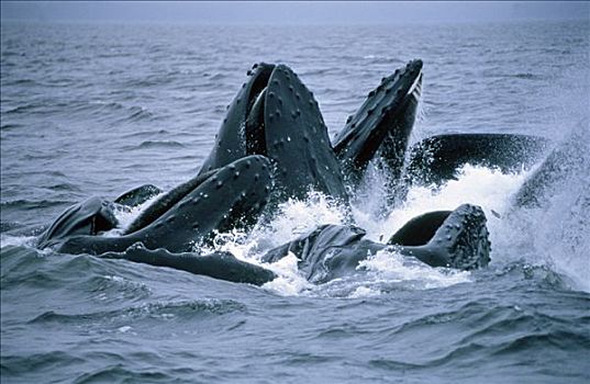 驼背鲸,大翅鲸属,鲸鱼,合作,青鱼,鱼群,东南阿拉斯加