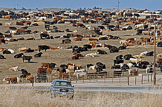 耕牛,大,牛,饲育场,破损,卡斯特,内布拉斯加州,美国