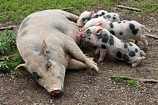 母猪,吸吮,小猪,巴伐利亚,德国,欧洲