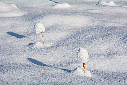 雪地里的灌木带上了雪白的帽子