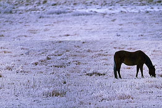 马,放牧,草原,艾伯塔省,加拿大