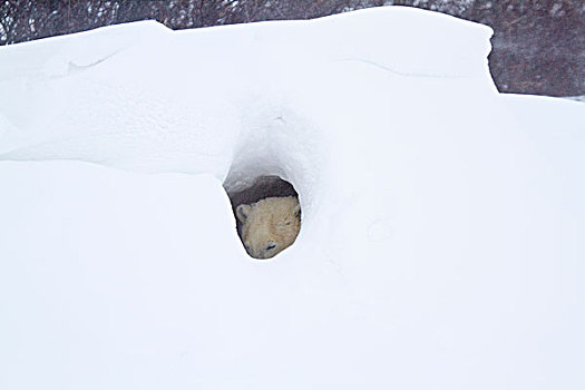 北极熊,雪中,洞穴,冬天,丘吉尔市,野生动物,管理,区域,加拿大