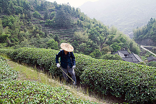 农民,茶,植物,收获时节,云南,中国,五月,2009年