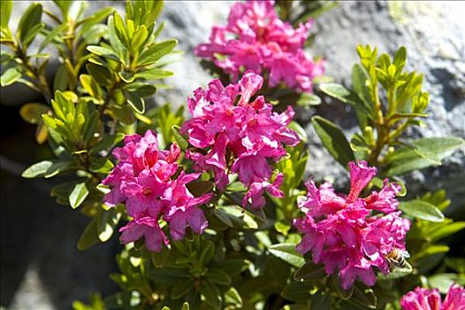 高山,玫瑰,杜鹃花属植物,夏蒙尼,法国