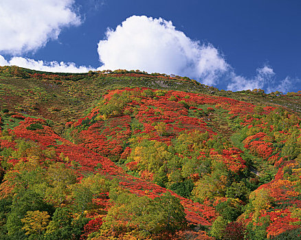 山,秋叶