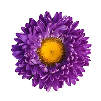 紫色,紫苑属