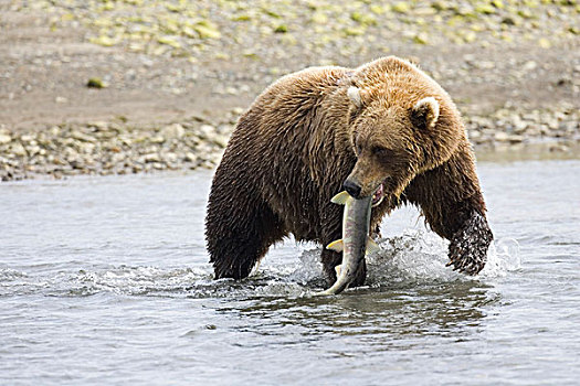 棕熊,熊,成年,水,猎捕,三文鱼,阿拉斯加,美国