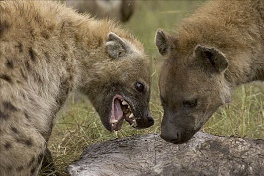 斑鬣狗,群,畜体,肯尼亚