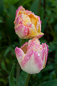 郁金香,两朵花,雨滴,花瓣