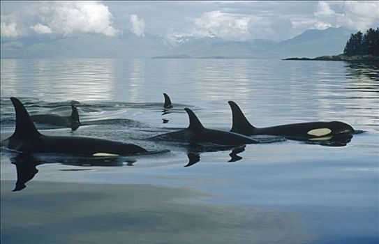 逆戟鲸,群,约翰斯顿海峡,不列颠哥伦比亚省,加拿大