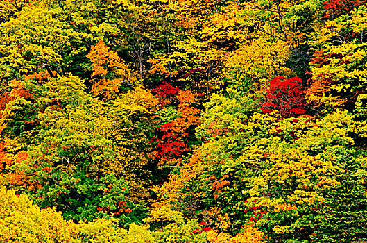 彩色,秋叶,树林