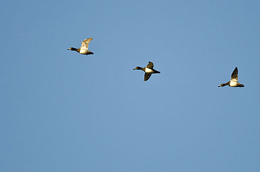 三个,环颈鸭,飞,蓝天