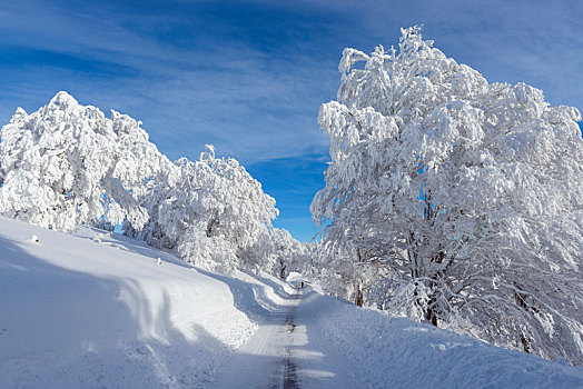 积雪,道路,山毛榉树,冬天,黑森林,布赖施高,巴登符腾堡,德国