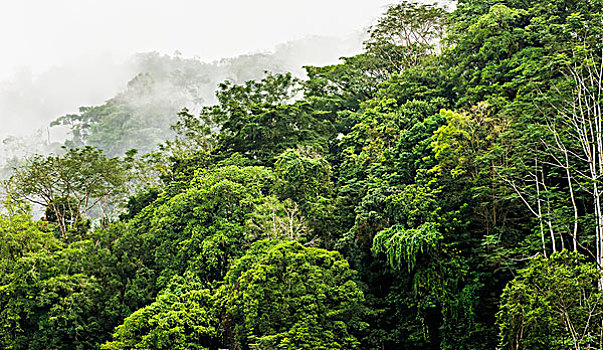 雾,热带雨林,树荫,哥斯达黎加