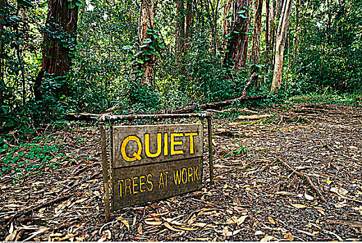 安静,树,工作,标识,毛伊岛