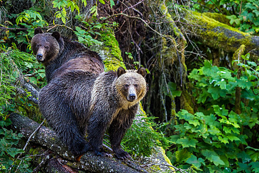 大灰熊,幼兽,站立,秋天,树,小湾,不列颠哥伦比亚省,加拿大