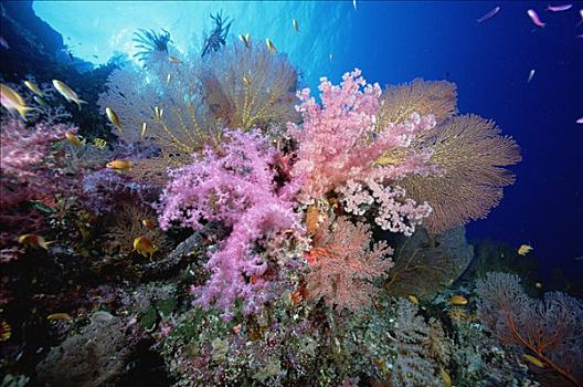 粉色,软珊瑚,正面,海洋,脚,深,所罗门群岛
