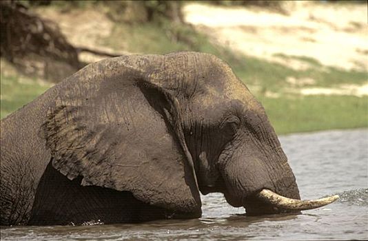 大象,非洲象,打滚,赞比西河