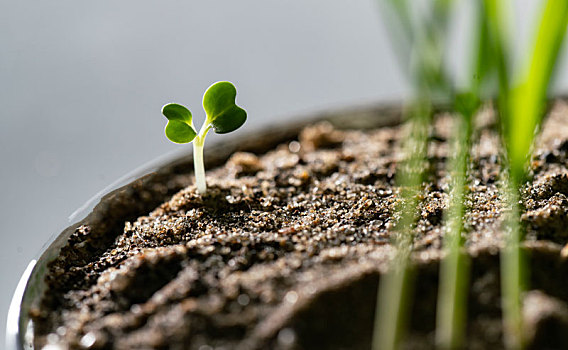 种子发芽微距画面